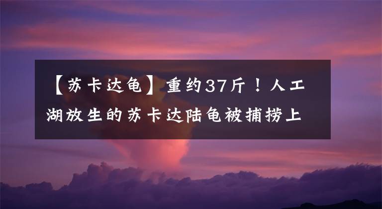 【苏卡达龟】重约37斤！人工湖放生的苏卡达陆龟被捕捞上岸，龟壳开裂，有血迹