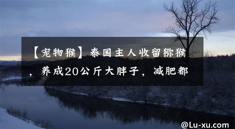 【宠物猴】泰国主人收留猕猴，养成20公斤大胖子，减肥都减不动