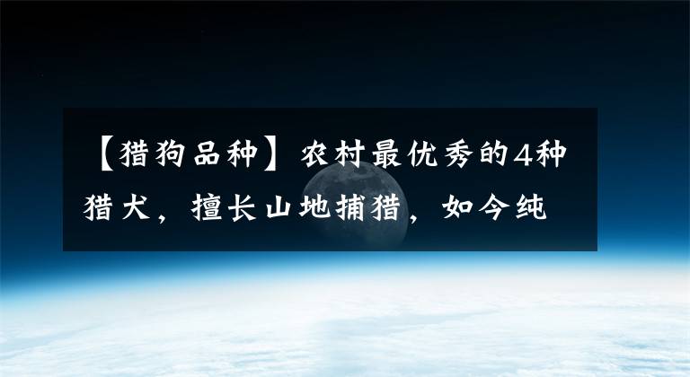 【猎狗品种】农村最优秀的4种猎犬，擅长山地捕猎，如今纯种的十分珍贵