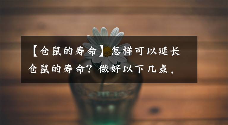 【仓鼠的寿命】怎样可以延长仓鼠的寿命？做好以下几点，鼠鼠会更健康