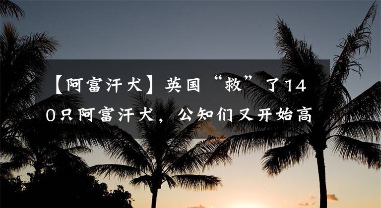 【阿富汗犬】英国“救”了140只阿富汗犬，公知们又开始高潮了