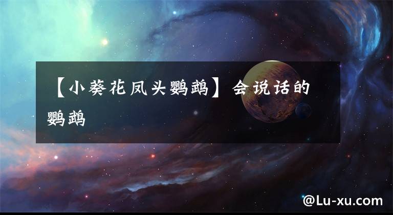 【小葵花凤头鹦鹉】会说话的鹦鹉