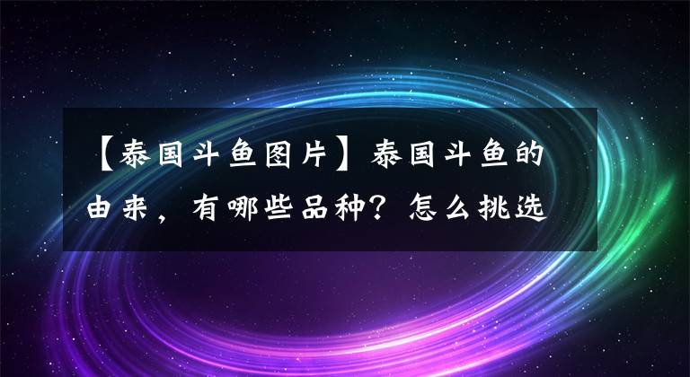 【泰国斗鱼图片】泰国斗鱼的由来，有哪些品种？怎么挑选并且饲养好它