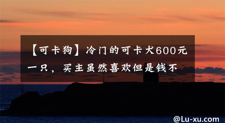 【可卡狗】冷门的可卡犬600元一只，买主虽然喜欢但是钱不够，无奈放弃！