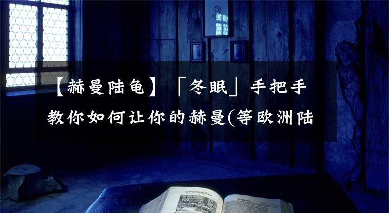 【赫曼陆龟】「冬眠」手把手教你如何让你的赫曼(等欧洲陆龟)冬眠