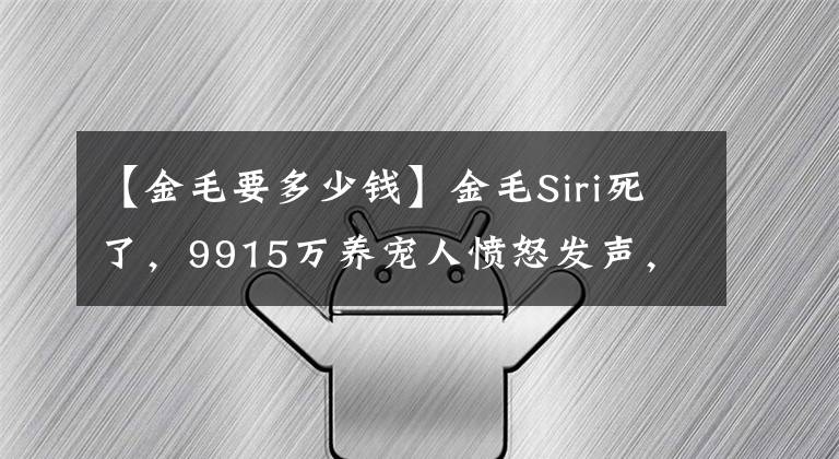 【金毛要多少钱】金毛Siri死了，9915万养宠人愤怒发声，狗不只是一件货物