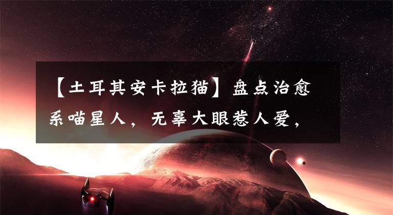 【土耳其安卡拉猫】盘点治愈系喵星人，无辜大眼惹人爱，平抚燥热盛夏