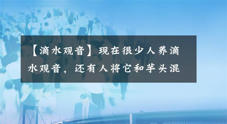 【滴水观音】现在很少人养滴水观音，还有人将它和芋头混淆，看完你就明白了