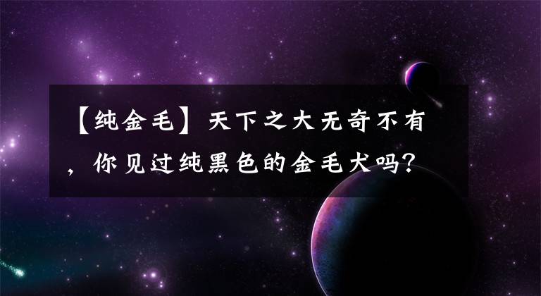 【纯金毛】天下之大无奇不有，你见过纯黑色的金毛犬吗？今天带你认识一下