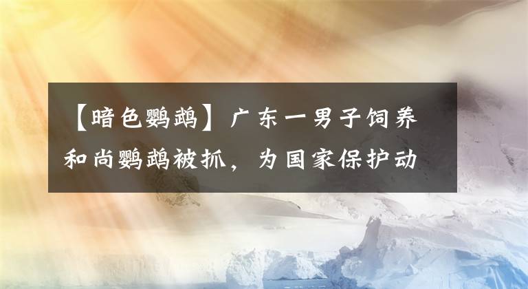 【暗色鹦鹉】广东一男子饲养和尚鹦鹉被抓，为国家保护动物，每只价值10000元