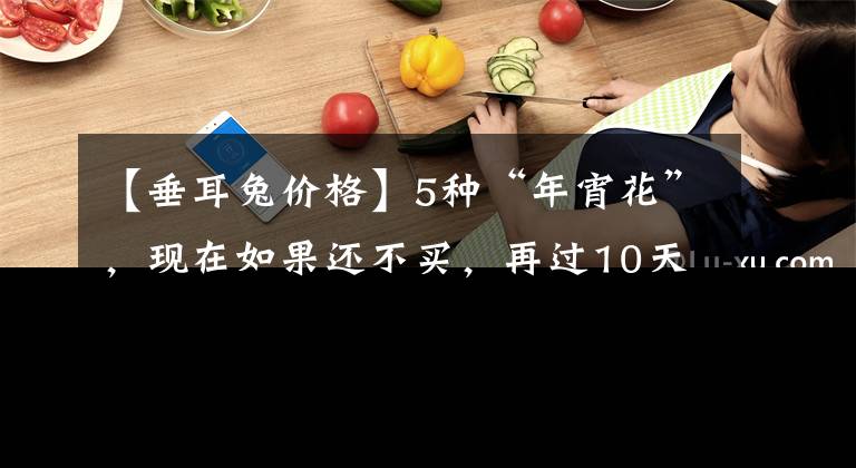 【垂耳兔价格】5种“年宵花”，现在如果还不买，再过10天要涨价，赶紧来省钱