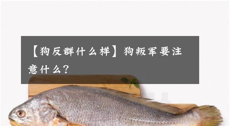 【狗反群什么样】狗叛军要注意什么？文章配图