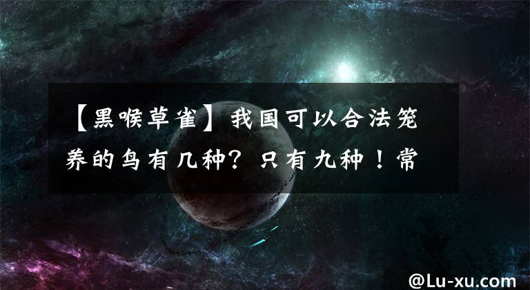 【黑喉草雀】我国可以合法笼养的鸟有几种？只有九种！常见的可不一定合法