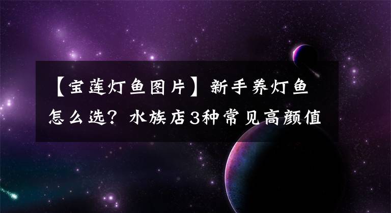 【宝莲灯鱼图片】新手养灯鱼怎么选？水族店3种常见高颜值品种，让水草缸提升档次