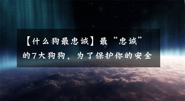 【什么狗最忠诚】最“忠诚”的7大狗狗，为了保护你的安全，连命都可以不要