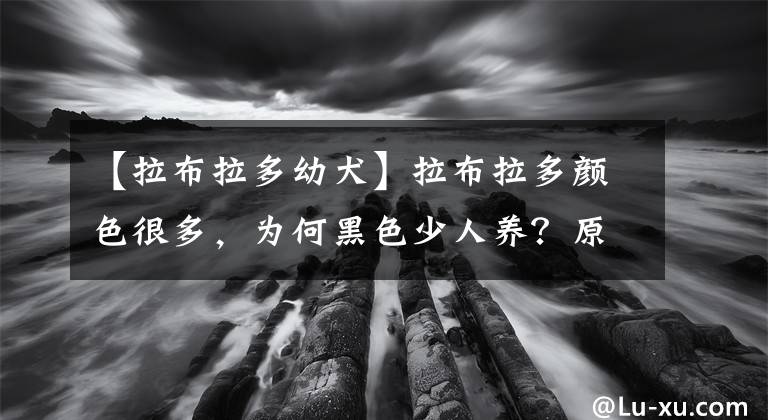 【拉布拉多幼犬】拉布拉多颜色很多，为何黑色少人养？原来真相是这样的