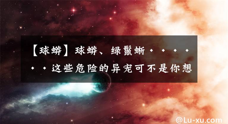 【球蟒】球蟒、绿鬣蜥······这些危险的异宠可不是你想宠就能宠的！