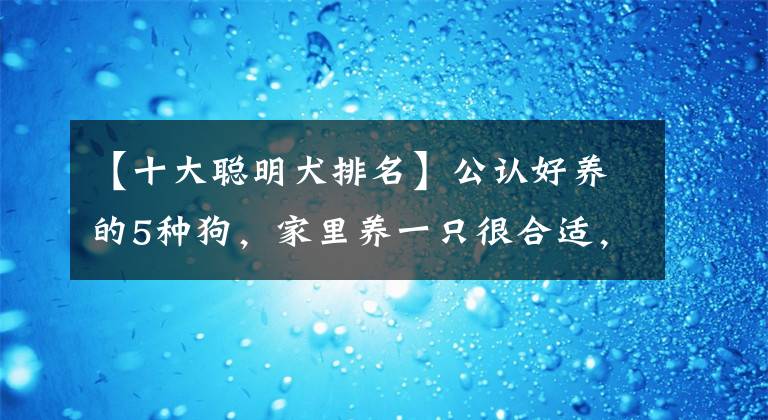 【十大聪明犬排名】公认好养的5种狗，家里养一只很合适，寿命很长，还越养越值钱