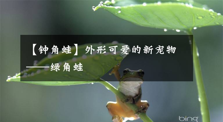 【钟角蛙】外形可爱的新宠物——绿角蛙