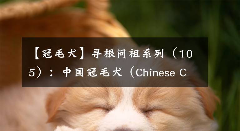 【冠毛犬】寻根问祖系列（105）：中国冠毛犬（Chinese Crested）