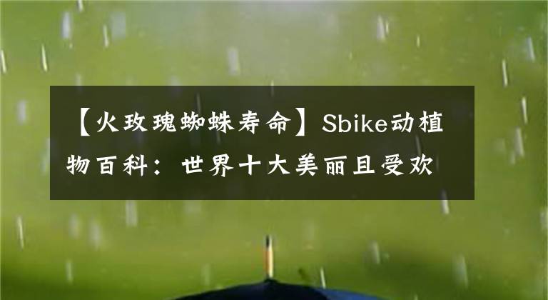 【火玫瑰蜘蛛寿命】Sbike动植物百科：世界十大美丽且受欢迎的宠物蜘蛛