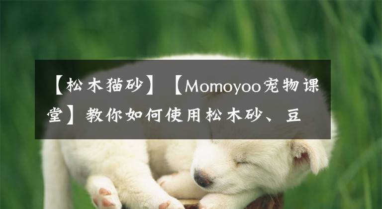 【松木猫砂】【Momoyoo宠物课堂】教你如何使用松木砂、豆腐砂以及沸石砂