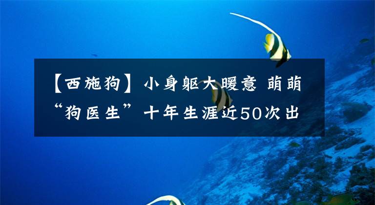 【西施狗】小身躯大暖意 萌萌“狗医生”十年生涯近50次出勤记录，这家人为何能坚持？