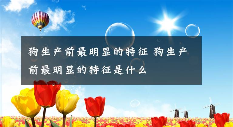 狗生产前最明显的特征 狗生产前最明显的特征是什么文章配图