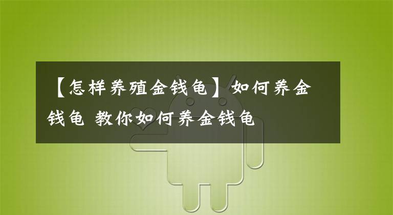 【怎样养殖金钱龟】如何养金钱龟 教你如何养金钱龟