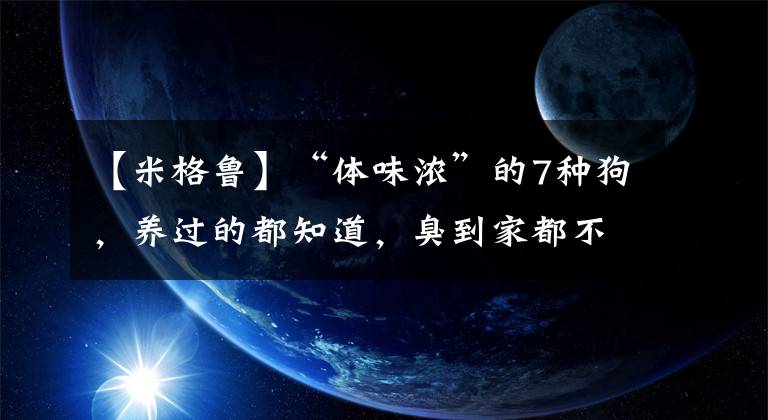 【米格鲁】“体味浓”的7种狗，养过的都知道，臭到家都不想回