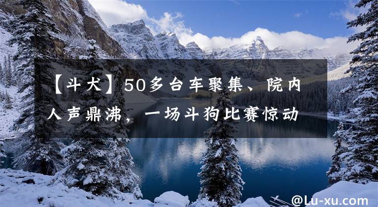 【斗犬】50多台车聚集、院内人声鼎沸，一场斗狗比赛惊动警方，现场曝光