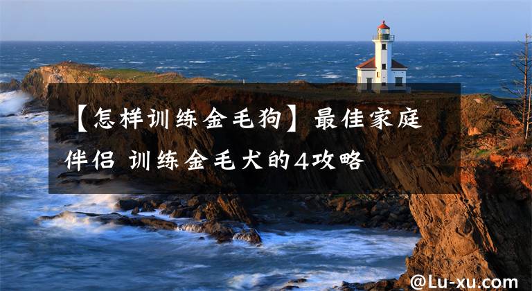 【怎样训练金毛狗】最佳家庭伴侣 训练金毛犬的4攻略