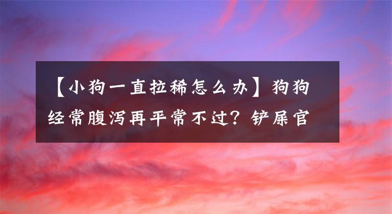 【小狗一直拉稀怎么办】狗狗经常腹泻再平常不过？铲屎官们还是需要多重视，不要大意