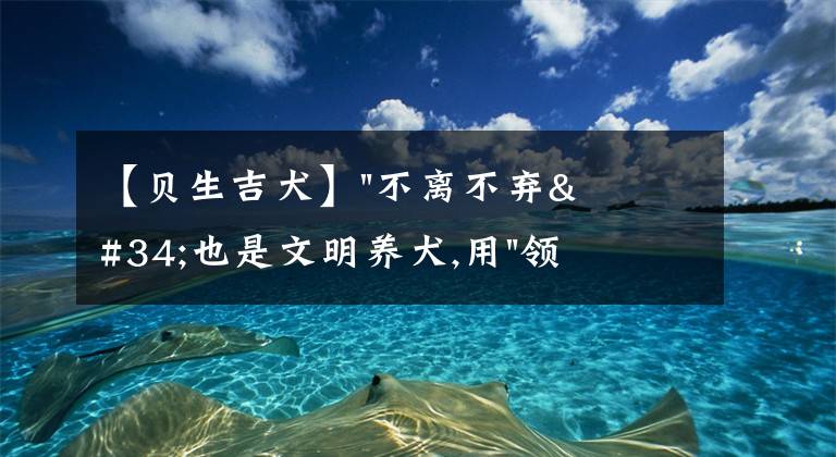 【贝生吉犬】"不离不弃"也是文明养犬,用"领养代替购买"你愿意吗？