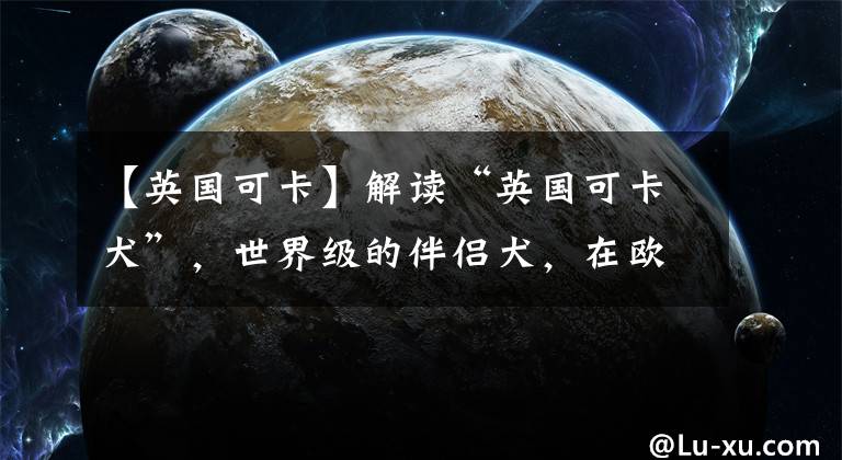 【英国可卡】解读“英国可卡犬”，世界级的伴侣犬，在欧美风靡至今