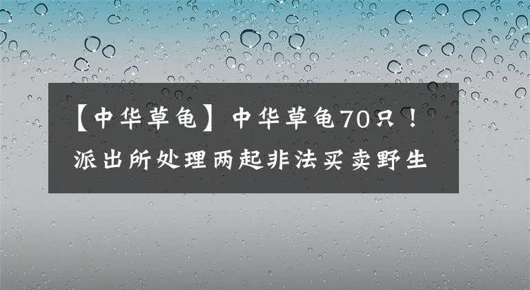 【中华草龟】中华草龟70只！ 派出所处理两起非法买卖野生动物案