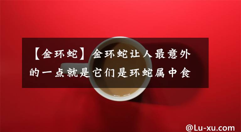 【金环蛇】金环蛇让人最意外的一点就是它们是环蛇属中食蛇性最强的毒蛇