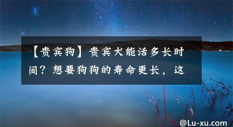 【贵宾狗】贵宾犬能活多长时间？想要狗狗的寿命更长，这样养准没错