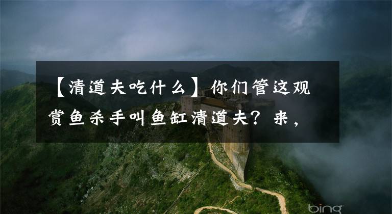 【清道夫吃什么】你们管这观赏鱼杀手叫鱼缸清道夫？来，重新认识一下这神奇物种