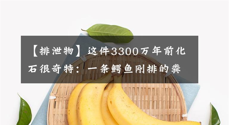 【排泄物】这件3300万年前化石很奇特：一条鳄鱼刚排的粪便就被踩了一脚