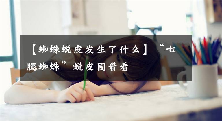 【蜘蛛蜕皮发生了什么】“七腿蜘蛛”蜕皮围着看