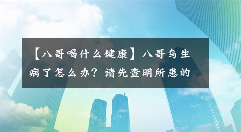 【八哥喝什么健康】八哥鸟生病了怎么办？请先查明所患的疾病。