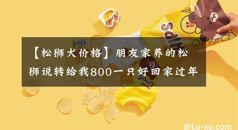 【松狮犬价格】朋友家养的松狮说转给我800一只好回家过年，这价格贵吗？