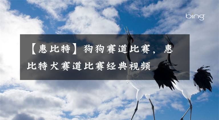 【惠比特】狗狗赛道比赛，惠比特犬赛道比赛经典视频