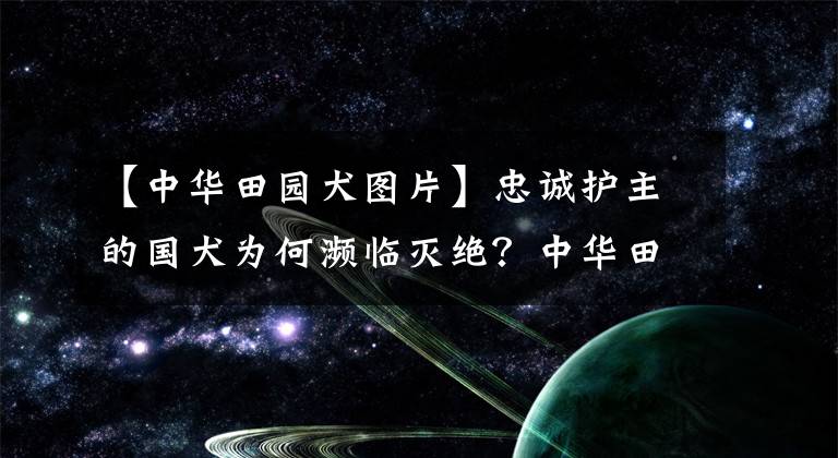 【中华田园犬图片】忠诚护主的国犬为何濒临灭绝？中华田园犬的血统比你想象得更高贵