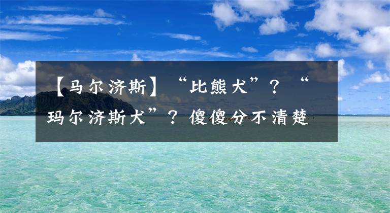 【马尔济斯】“比熊犬”？“玛尔济斯犬”？傻傻分不清楚？辨别方法，来了