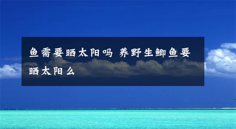 鱼需要晒太阳吗 养野生鲫鱼要晒太阳么