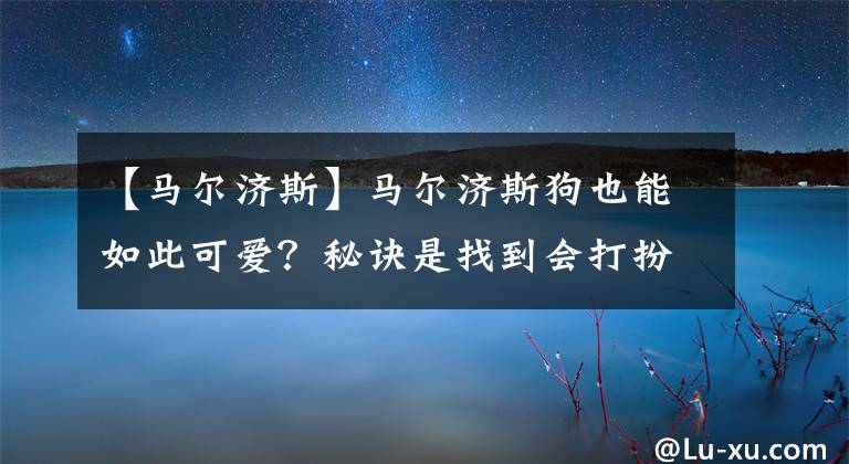 【马尔济斯】马尔济斯狗也能如此可爱？秘诀是找到会打扮的主人