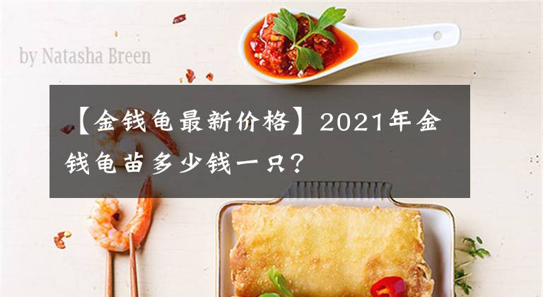 【金钱龟最新价格】2021年金钱龟苗多少钱一只？