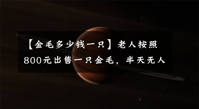 【金毛多少钱一只】老人按照800元出售一只金毛，半天无人购买？多数人觉得太贵